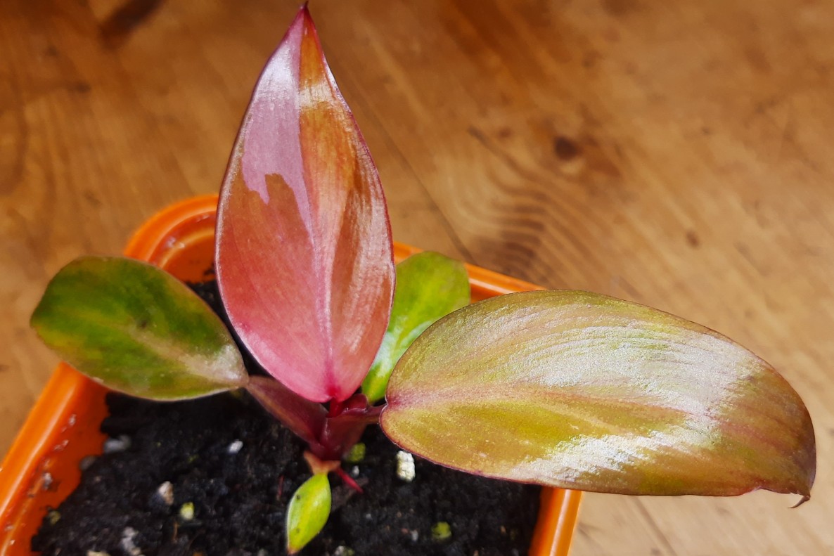 Philodendron Pink Princess