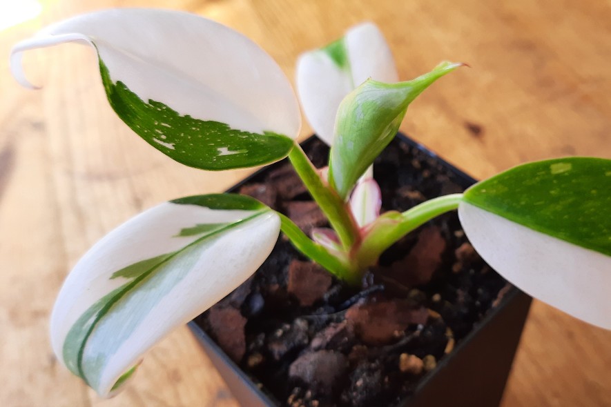 Philodendron White Princess