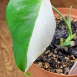 Monstera Albo