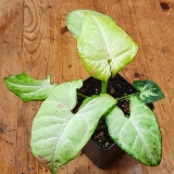 Syngonium Confetti